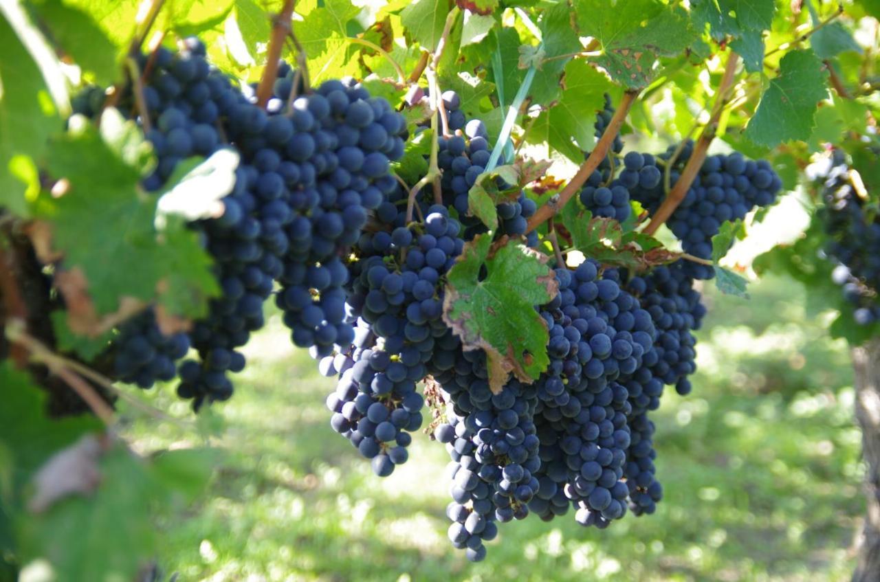 Clos De Bertinat Saint-Sulpice-de-Faleyrens Kültér fotó