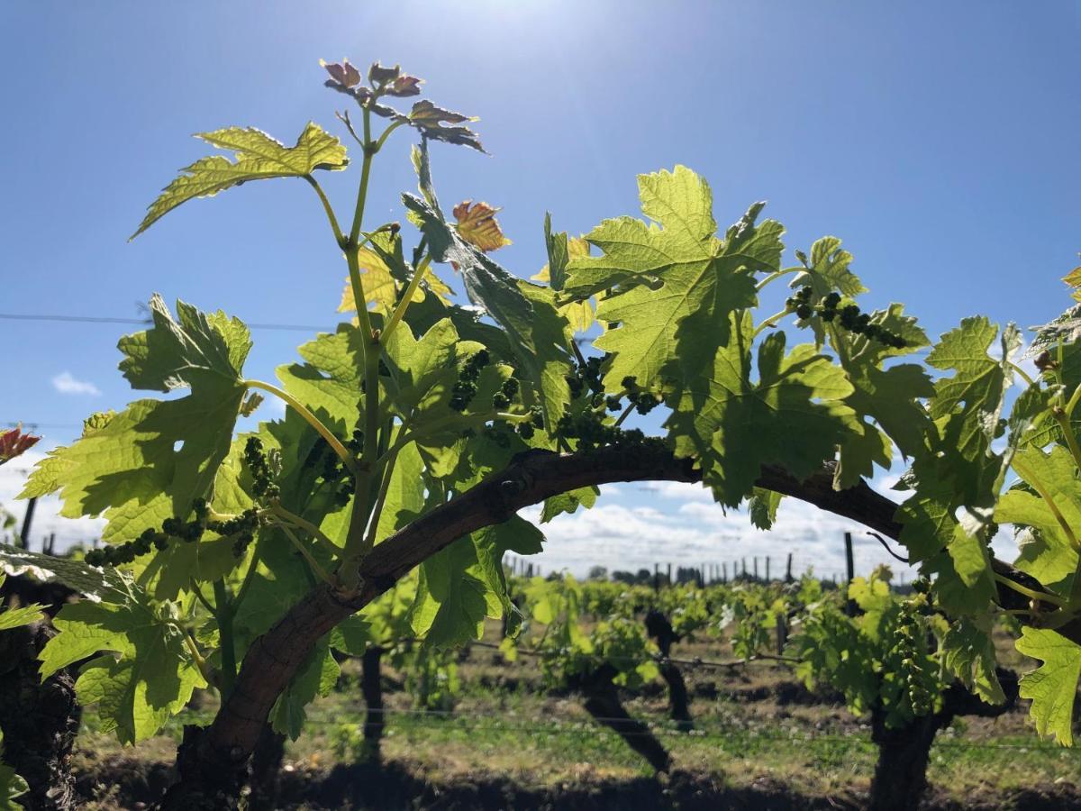 Clos De Bertinat Saint-Sulpice-de-Faleyrens Kültér fotó