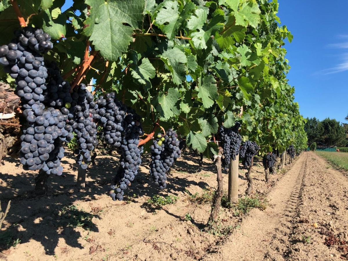 Clos De Bertinat Saint-Sulpice-de-Faleyrens Kültér fotó