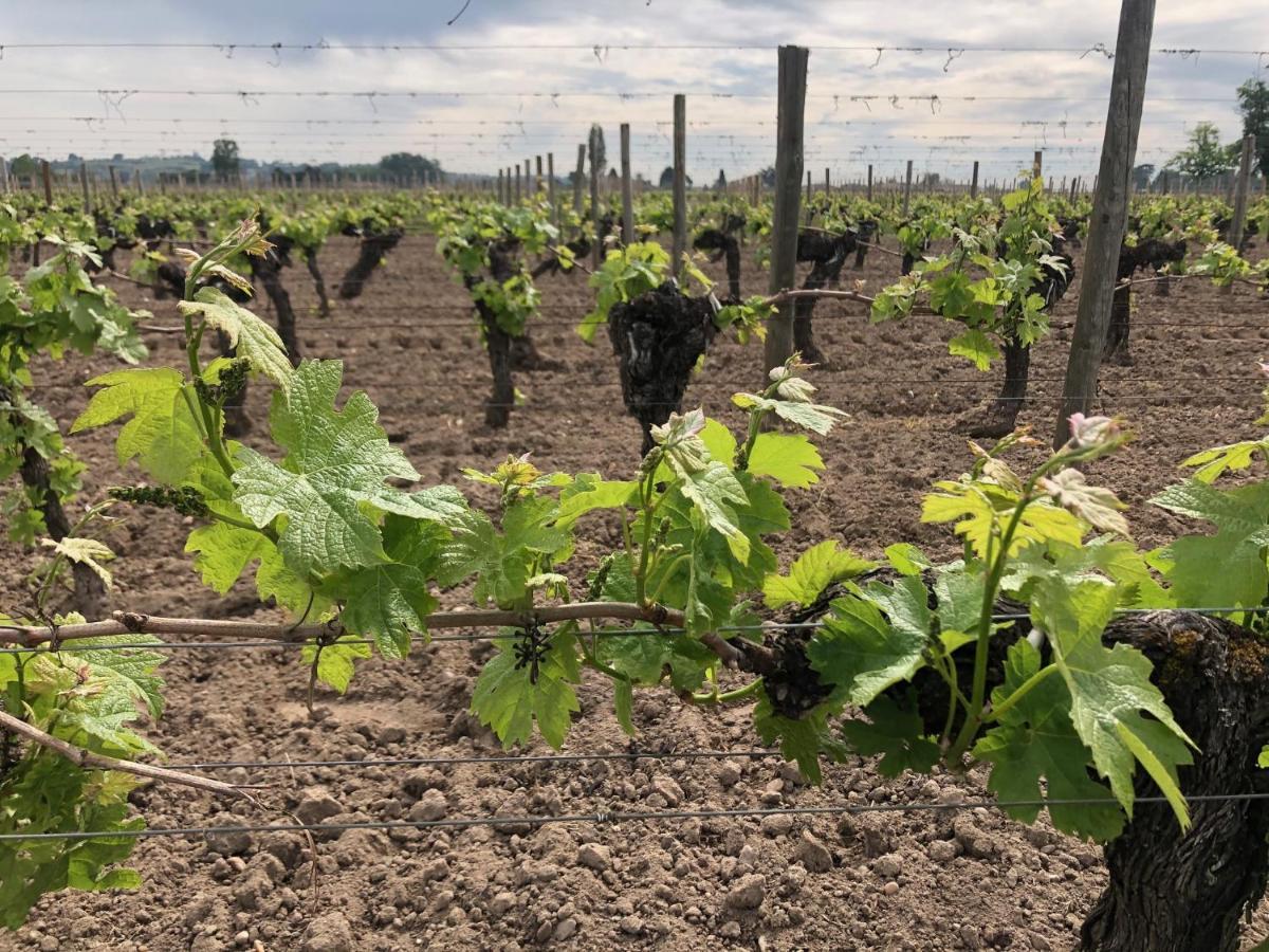 Clos De Bertinat Saint-Sulpice-de-Faleyrens Kültér fotó