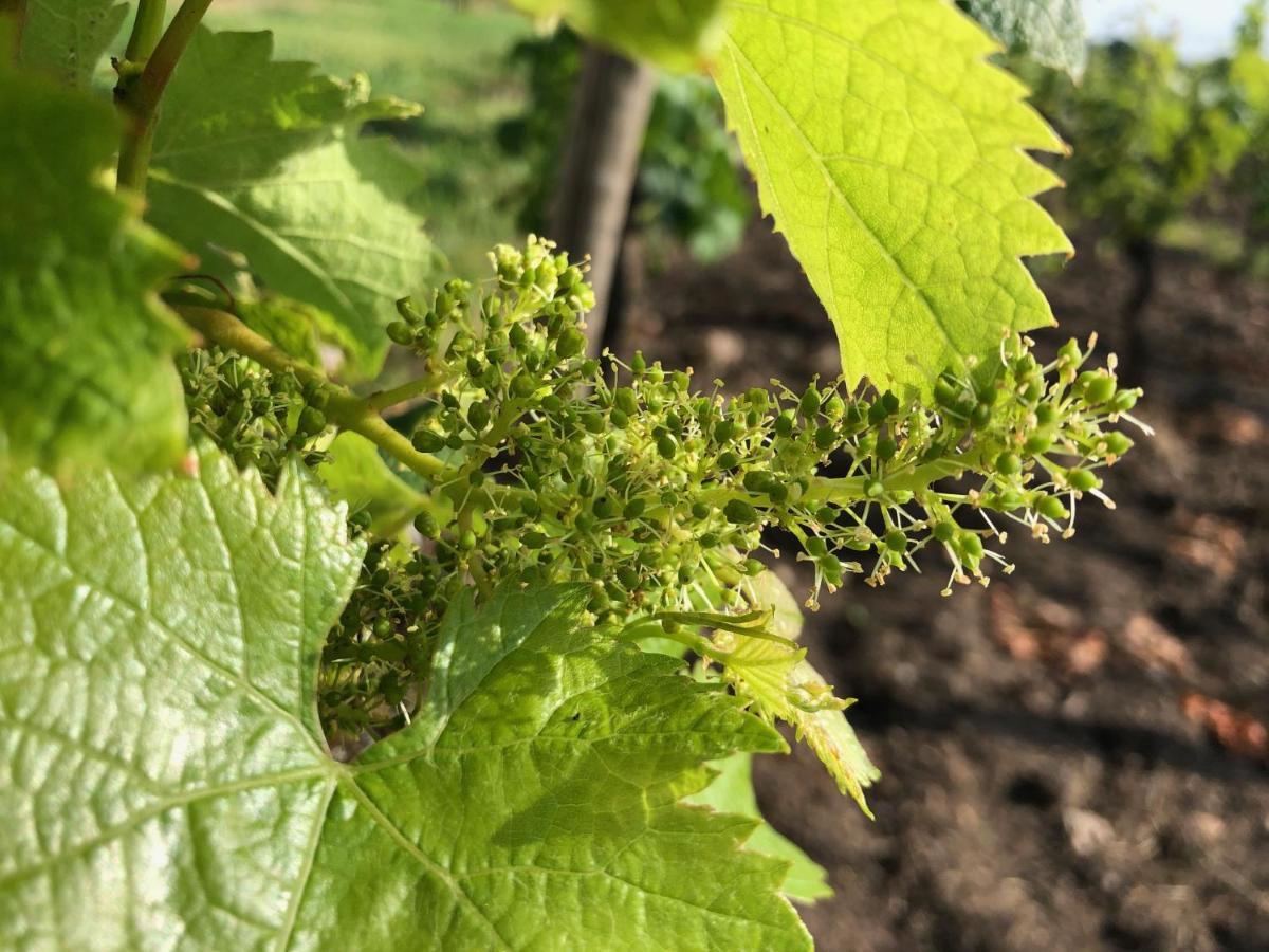 Clos De Bertinat Saint-Sulpice-de-Faleyrens Kültér fotó